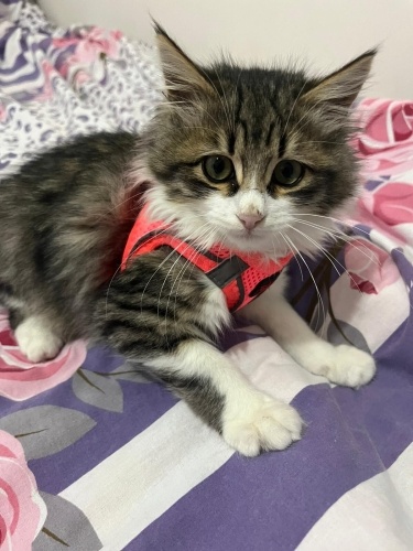 Çiçeğe yuva arıyoruz fotoğraf