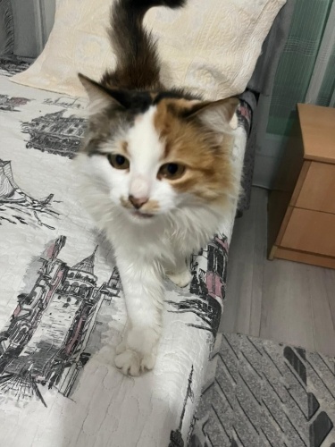 Balım yuva arıyor fotoğraf