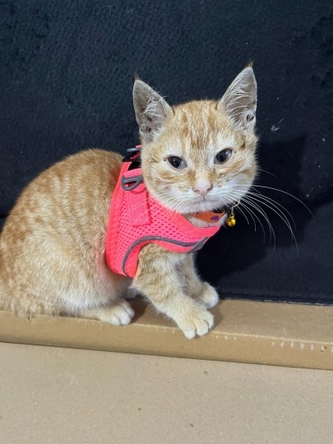 Miniğe yuva arıyoruz fotoğraf