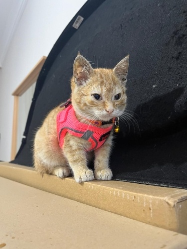 Minik yuva arıyor fotoğraf