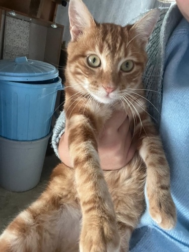 Lokum yuva arıyor fotoğraf