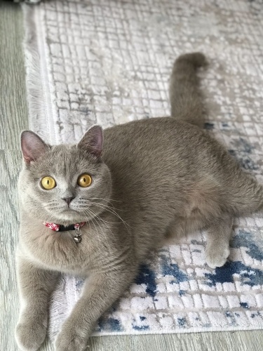 Ücretsiz sahiplenme British kedi acil yuva fotoğraf