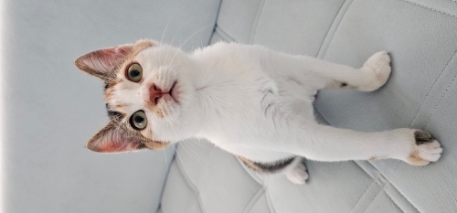 4 aylık dişi ve calico bir yavru fotoğraf