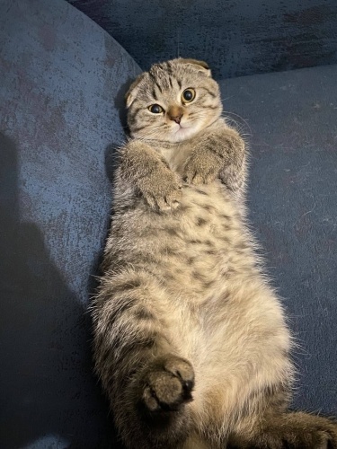 Ömürlük yuva arıyoru fotoğraf