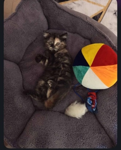 Ömürlük yuva arıyor fotoğraf