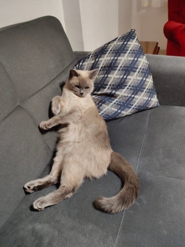 1 yaşında siyam. Ücretsiz sahiplendirme fotoğraf