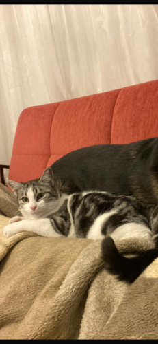 TOFI İÇİN ACİL YUVA fotoğraf