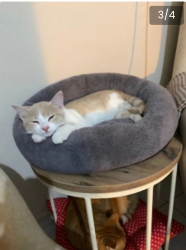 Ücretsiz sahiplenme pofidik sarman pudra renk şeker fotoğraf