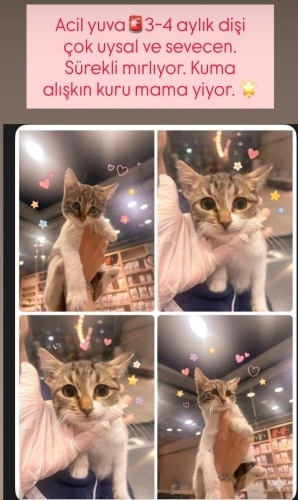 ŞİRİN İÇŞN ACİL YUVA fotoğraf