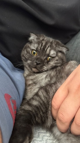 7 AYLIK‼️KISIRLAŞTIRMASINA DESTEK OLUNACAKTIR ‼️ fotoğraf