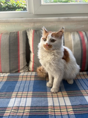 Yakışıklı , uslu , asil PRENS’in sıcak bir yuvaya ihtiyacı var fotoğraf