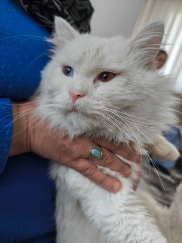 Van kedisi aslan ömürlük sahibini bekliyor 💐 fotoğraf