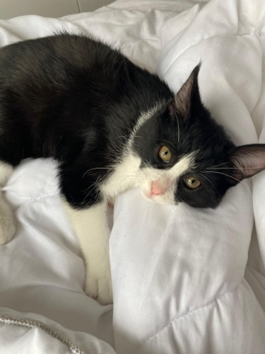 Smokin'e Çok Acil Yuva Aranıyor fotoğraf