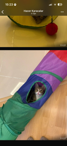 Bir süredir sokakta yaşayan bu minik dostu seviyorduk. Bir gün kapıyı açtığımda fotoğraf