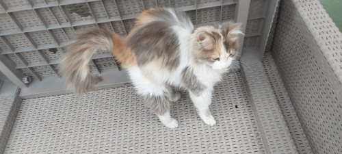 Minik tüylü calico kız fotoğraf