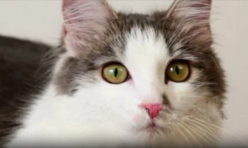 Gözalıcı uzun tüylü, insan aşığı, 2 doz karma aşılı çoook yakışıklı fotoğraf