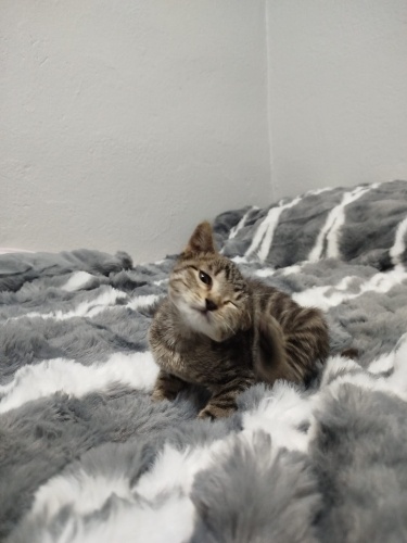 Yavrumuza yuva arıyoruz. fotoğraf