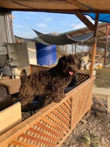 Kömür sıcak yuvasını bekliyor fotoğraf