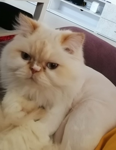 Anne - Kız kedilerimizi mecburiyetten dolayı ÜCRETSİZ sahiplendiriyoruz... fotoğraf