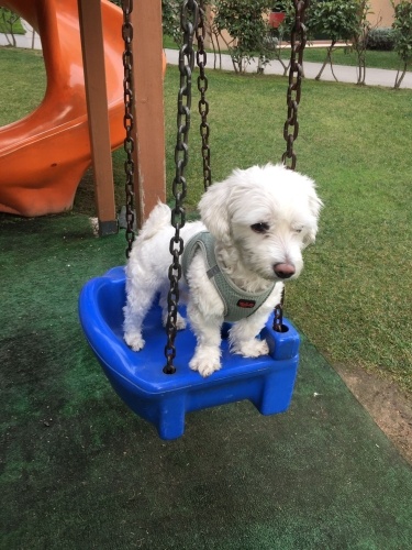 Ücretsiz sahiplendirme sevimli ve oyun sever eğitimlidir fotoğraf