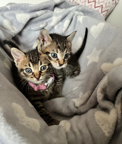 İstanbul’da Dudu ve Taci’ye Yuva fotoğraf