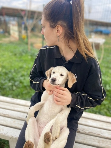 İngiliz Setter yavrumuza yuva arıyoruz fotoğraf