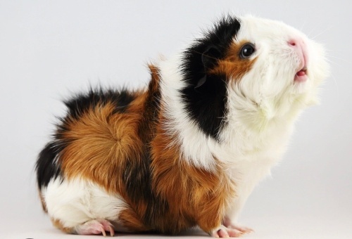 Çok sevimli ve çok akıllı ve çok ürkek ismini söylediğinizde konuşmaya başlıyor fotoğraf