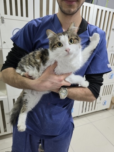 Elif, 2. Kedi olabilir lütfen şans verin fotoğraf