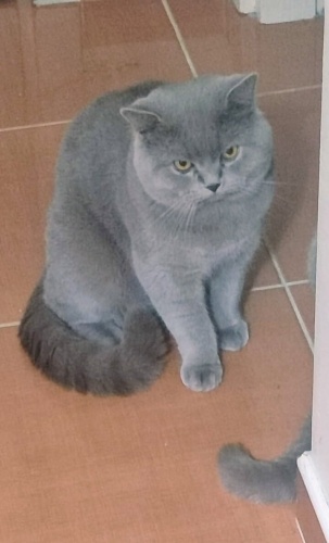 Kısır erkek uysal bir yaş fotoğraf