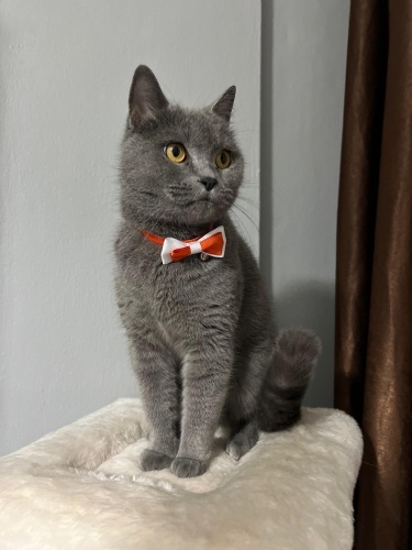 1.5 yaş dişi sakin fotoğraf