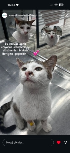 çok acil yuva aranıyor... fotoğraf