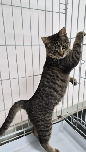 Venüs gibi enerjisi mükemmel bir can fotoğraf