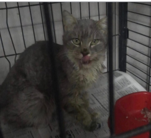 Nazlı yuva arıyor fotoğraf