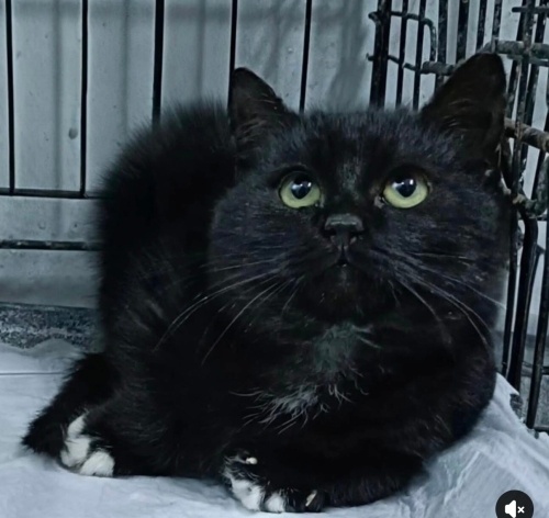 Ponçik yuva arıyor fotoğraf