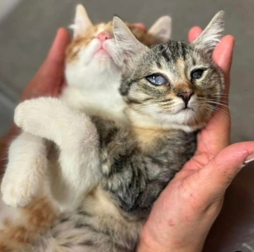 Engelli canlara öncelikli yuva fotoğraf