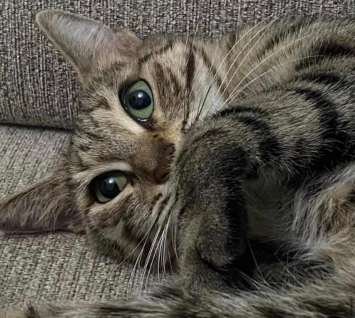 Lulu yuva arıyor fotoğraf