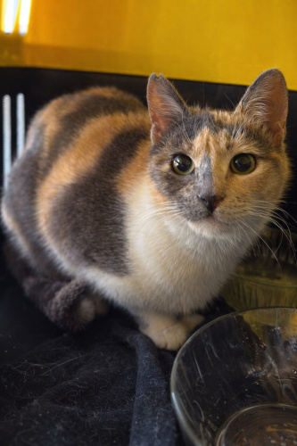 PREA YUVA ARIYOR fotoğraf