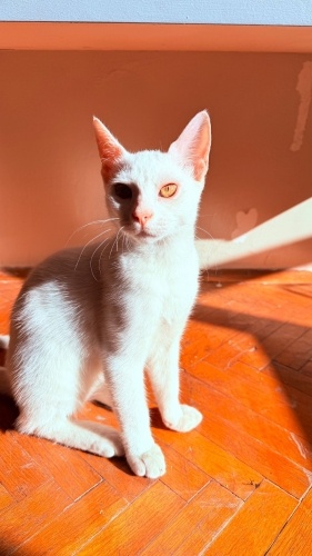 Oyun seven tatlış bir kedi bir de sizi saatlerce yalayabilir :) fotoğraf