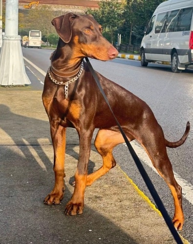 7 Aylık dişi kızımıza yuva arıyoruz fotoğraf