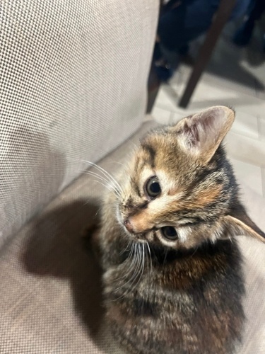 Yavru tekir kedi fotoğraf