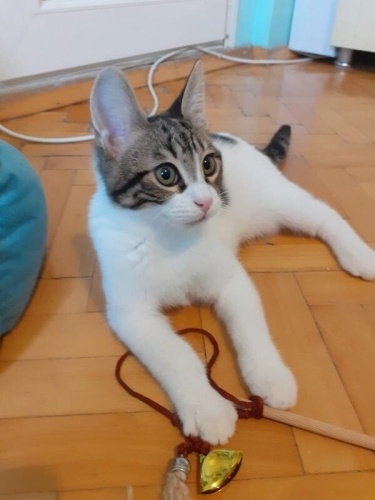 4 AYLIK MİNİK OĞLUŞ TERKEDİLMİŞ YENİ ÖMÜRLÜK YUVASINI ARIYOR KARŞIYAKA fotoğraf