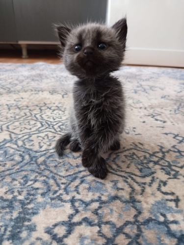 Ailece sahiplendirmek istiyorum fotoğraf