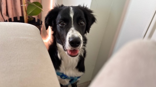 Canımın içi cana kalıcı yuva arıyoruz fotoğraf