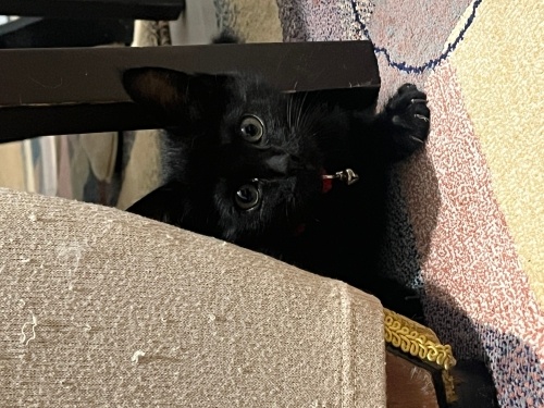 🐾 ACİL ÖMÜRLÜK YUVA ARANIYOR 🐾 fotoğraf