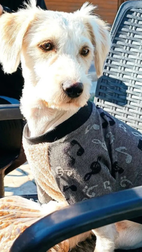 Terrier kopek uysal fotoğraf