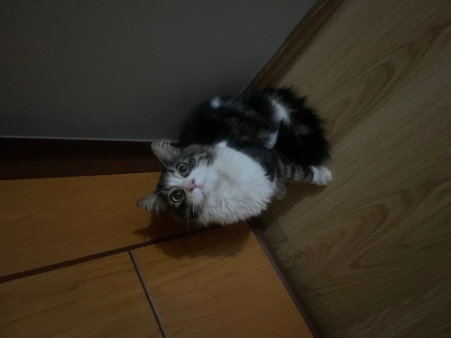 Norveç orman kedisine yuva fotoğraf