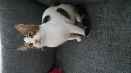 Yaman'a acil yuva lütfen. fotoğraf