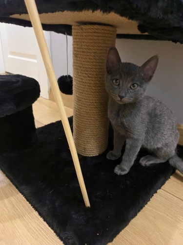 Çok sevimli bir yavruya sevgi dolu bir yuva arıyoruz. fotoğraf