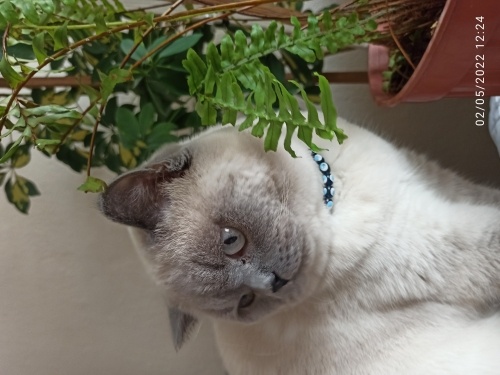 Yeni yuva arıyoruz fotoğraf