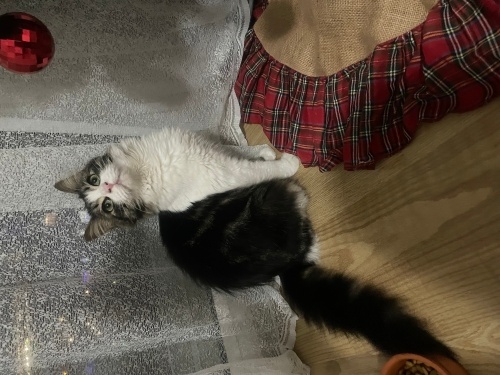 Norveç orman prensesine yuva fotoğraf